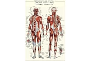 EMPIREPOSTER Empire Merchandising 602749 - Poster educativo sull'apparato Muscolare, 68 x 98 cm, Camera da letto