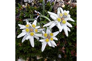 Oce180anYLVUK semi di stella alpina,50 Pz/borsa Semi di Edelweiss Semi di Leontopodium Alpinum compatti resistenti al freddo perenni per balcone Edelweiss seeds