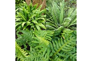 YOUGARDEN You Garden - Pack of 3 Evergreen Hardy Ferns in 9cm Pots - Ferns Plants Outdoor Garden Ready Perfect for Garden Shaded Areas - Evergreen Perennials for Gardens