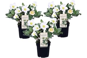 Plant in a Box - Helleborus niger Mont Blanc - Set di 3 - rose natalizie resistenti - piante da giardino - Vaso 12cm - Altezza 20-30cm