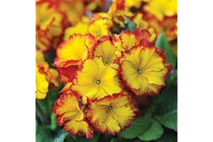 THOMPSON & MORGAN Polyanthus Firecracker Primula Hardy Perennial Winter Colour for Your Garden Ideal for Pots, Containers and Garden Beds 12x Plug Plants by Thompson and Morgan (12)