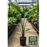 Starlice Cennet Kuşu &Ccedil;i&ccedil;eği Strelitzia Nicolai B&uuml;y&uuml;k Boy Canlı Salon Bitkisi 100-120cm