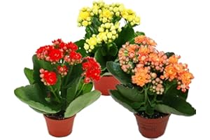 Exotenherz - Mini calanchoe « Rosalina » – Lot de 3 plantes différentes – Petit pot de 5,5 cm