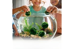 MOSSBALL SHOP Marimo Alga Viva - 6 - Alga Palla Naturale per Acquario Piante Vere Acquario Acqua Dolce Ecosistema Autosufficiente Marimo Regalo, Moss Ball 2-4 cm per Nano e Grandi Acquari