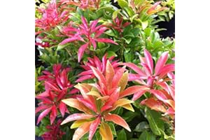 Meredith Nurseries 2Ltr Pot Pieris Mountain Fire Medium Evergreen Garden Shrub Plant ( 1 Pack )