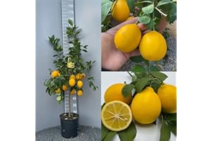 SAVINI VIVAI L'ARTE DI FARE NATURA Citronnier SAVINI VIVAI, citronnier Meyer en pot de 24 cm hauteur 90-110 cm 3-4 ans de greffage, fabriqué en Italie