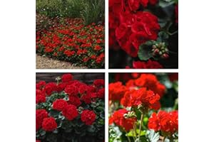 THOMPSON & MORGAN Geranium Best Red Garden Plant Half-Hardy Perennial Flowering Garden Plants Easy to Grow Your Own 30x Garden Ready Plug Plant by Thompson and Morgan