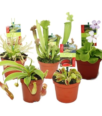 SwansGreen Green : 2016 100pcs Bonsai Sundew Seeds Blue Enchantress Carnivorous Plant Table Pot