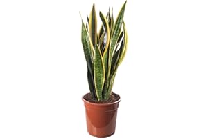 GARDENERSDREAM Snake Plant Sansevieria Tall Indoor Plants Exotic Large Trees for Your Home