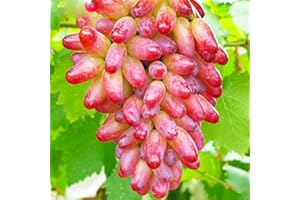 BAHELS Tafeltraube Weintrauben kernlos, Lebende Pflanzen,Natürlich, Weinreben winterhart,Tafel-Trauben,Vielfalt,Winterhartes,Vitis vinifera,Traubenwurzel Pflanze,Weinreben-1 Weinreben pflanzen-D