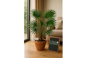 LE GRENIER D'ABONDANCE LES GRAINES QUI DONNENT ENVIE 10 graines à semer - Le Grenier d'Abondance - PALMIER d'ombre Tropicale - Licuala Paludosa