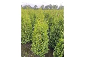 PFLANZHITS IHR PFLANZENPARTNER 10 Thuja Brabant 100-150cm XXl ohne Topf gemessen frisch vom Feld Gartenhecke Heckenpflanzen Immergrüner Lebensbaum