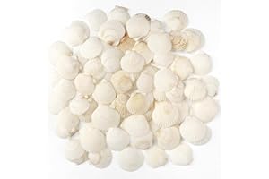 Jangostor 48 PCS Scallop Shells Natural Seashell, 3CM - 5CM White Scallop Shells Small Seashells for Crafts Wedding Decor Beach Theme Party, Fish Tank and Vase Filler