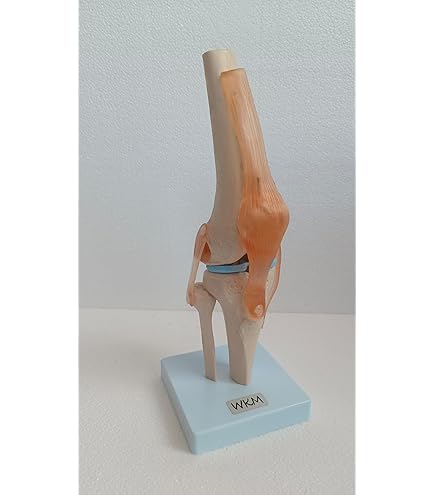 Kay Kay Industries Human Life Size Knee Joint Model and