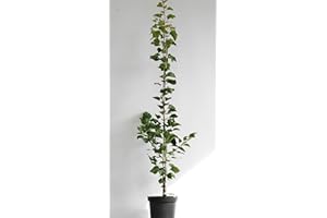 BAUMSCHULE MÜLLER Aprikose 'Kioto' ca. 150cm im 10 Liter Topf