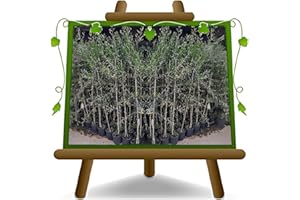EURO PLANTS VIVAI Olivo Leccino – Planta frutal en maceta 20 cm / 15 x 15 cm Altura 140 – 150 cm – Edad 3 años