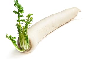 THAIFOODONLINE Fresh Asian Mooli Radish / Daikon - Imported Weekly from Asia