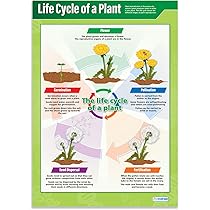 Poster Educativo Classificazione Animali - Laminato A1 (850x594mm), Per Aule E Scuole - Foto 7