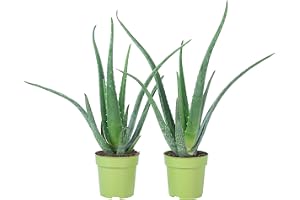 Set med 2 äkta aloe vera-plantor, lättskött krukväxt, höjd ca 40 cm, krukans diameter 12 cm