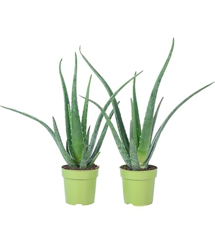 Aloe vera - ca. 3 Jahre alt - 12cm Topf : Amazon.de: Garten