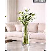 Homesake® Glass Vase for Plants Flowers (Transparent, 29 cm X 8 cm) - Living Room Glass Vase Pot for Water Plants Home Décor 