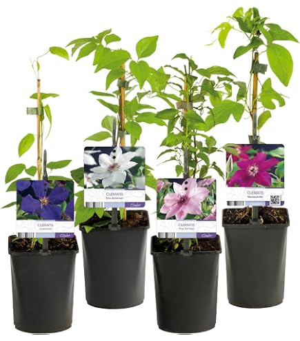Blauregen 'Blue Moon' (Wisteria macrostachya)  winterharte  Duft-Kletterpflanze, reichblhend, lila Blten, mehrjhrig, Hhe inkl. Topf  ca. 140180 cm, ideal fr Pergola, Zaun & Rankhilfe : Amazon.de: Garten