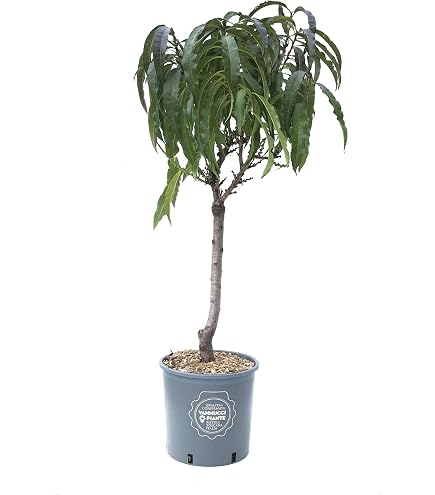 CASTAGNO (CASTANEA SATIVA, C. MAJOR) MARRONE su Vivaio Fratelli Neri. Spediamo a Parma e Reggio Emilia