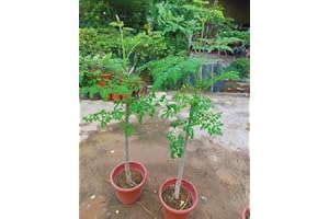 VIVAI VALTELLINA PIANTA MORINGA OLEIFERA 40-50 CM VASO 2 LITRI PIANTE DI 1 ANNO
