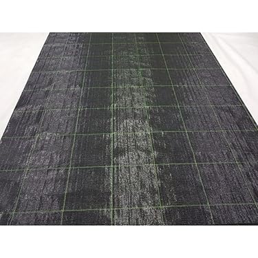 Kivi Kuşu İçin Zemin Örtüsü