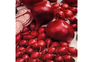 SCHONE Onion Set - Reliable Harvest - for Your Kitchen Garden (250gms Electric Onions)