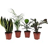 4x Pflegeleichte Zimmerpflanzen | 4er Set Grünpflanzen | Bogenhanf, Bergpalme, Balsamapfel, Korbmarante | Höhe 30-50cm | Topf