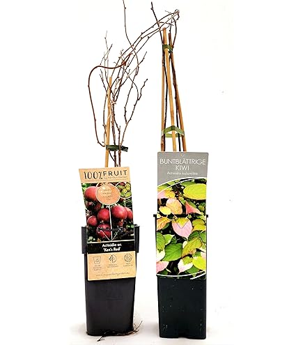 Piante Di Kiwi Rosso Ken's Red Autofertili - 2 Piante Pronte Per Fruttificare - Foto 12