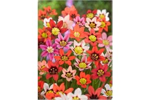 Oliwier's Bulbs 20x Sparaxis Tricolor Mix Summer Flowering Bulbs Garden Hardy Perennial Beautiful Harlequin Flower, Yellow,Orange,White,Red,Pink,Black