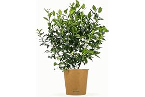 Bloomify® Blaubeere “Bodo” | 40 bis 60 cm große Heidelbeeren Pflanze | reich tragende Blaubeere | Vaccinium corymbosum für Kübel und Beet | pflegeleicht und winterhart