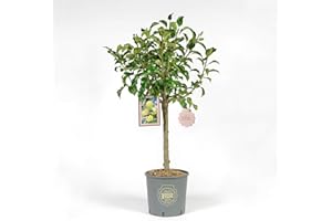 Vannucci Piante - Melo Nano in vaso, Albero vero da frutto, produzione di Mele Buccia gialla, polpa soda e gustosa, pianta da terrazzo di 3 anni