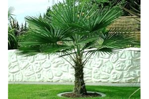 CSL SUNRISE GMBH Seltene Palmen Kreuzung Trachycarpus Fortunei/Wagnerianus bis 160 cm. Frosthart bis - 18 Grad Celsius