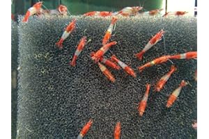 Topbilliger Tiere Red Rili Garnele - Neocaridina davidi 10x