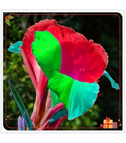 Giant Lily S Daylily Bulbs Hemerocallis Bulbs For Planting Now UK Strong Plants That Grow Well Mix Golden Jade Carving Feels Beautiful Now Mixed Garden Crop Bulbs For Garden