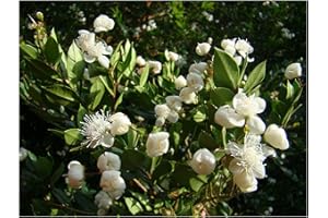 TREE ONLINE NURSERY Evergreen Summer Flowering Wild Fruit Chilean Myrtle LUMA APICULATA - 10-15cm Tall Starter Plant in a 7cm Pot