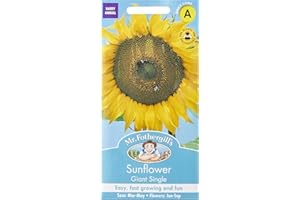 MR FOTHERGILLS Mr. Fothergill's Giant Single Sunflower Seeds