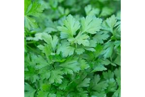 PREMIER SEEDS DIRECT - Parsley Seeds Italian Giant Flat - 5 Grams - Finest Italian Seeds