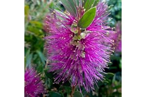 YOUGARDEN You Garden - 1 x Hot Pink Bottlebrush Plant Callistemon viminalis in a 3L Pot - Exotic Winter Hardy Plants - Garden Ready Potted Plants Perfect for Patios and Gardens