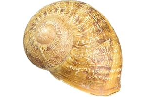 GEO-VERSAND Geocaching Secret hide Snail Big Snail Roman Snail with nano and Logsheet