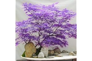 Benoon Semillas De árboles De Arce, 30Pcs / Bolsa Semillas De árboles De Arce Prolífico Multiuso Plantas De Semillero Ornamentales Perennes Para Césped Púrpura Semillas de arce