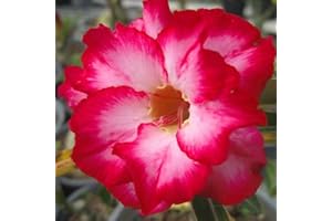 FKGNQS WüStenrosenknolle-Winterhart MehrjäHrig,Adenium Obesum Pflanze,Wüstenrose Pflanze Im Topf,WüStenrose Pflanze,Wüstenrose Rhizome,Bonsai-Pflanzen-1knolle-c