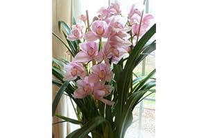 ALASINES Piante rare di cymbidium/bulbi in vendita/resistente/rizoma/ornamentale/bello/resistente perenne/in vaso/profumato-5bulbi,F