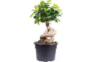 FLOWERBOX Chinesische Feige - pflegeleichte Zimmerpflanze, Ficus Ginseng - Höhe ca. 40 cm, Topf-Ø 17 cm