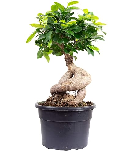 strauch efeu hedera helix arborescens Strauch-Efeu kaufen | Hedera helix 'Arborescens' main image 1