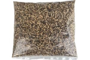 LIVEFOOD UK Live Fishing Bait 1 pint (300g) of Live Black Soldier Fly Maggots Parcel will fit through Letter box