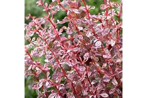 ARBORIX, GRÜNER UND BILLIGER! Berberis Thunbergii 'Harlequin'- Berberitze Thunberg 'Harlequin' 30-40 cm Pflanzcontainer
